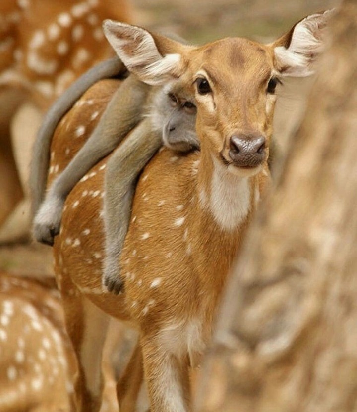 Friends