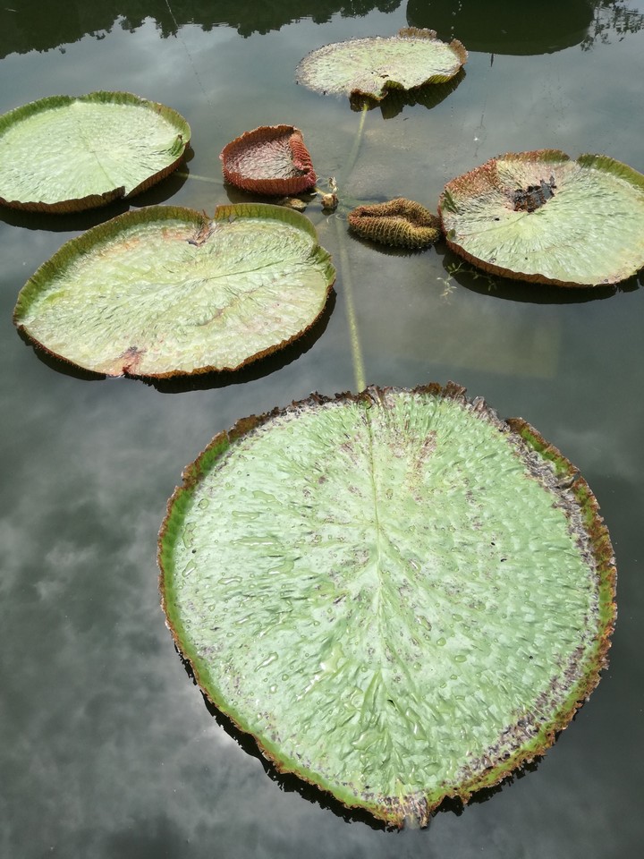 Lily pond