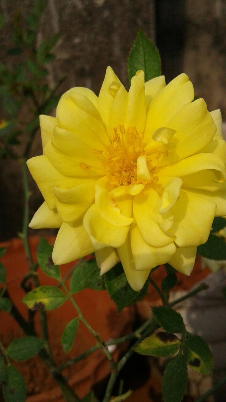 yelloe