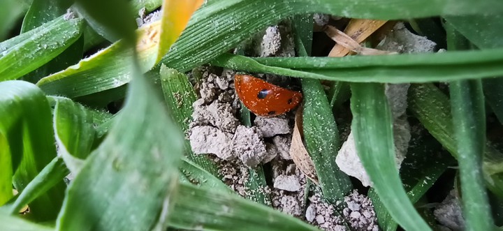 lady bird