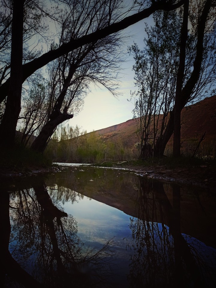 tree and water