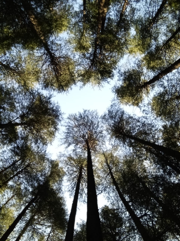 trees meeting