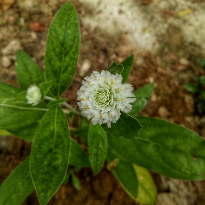 flower