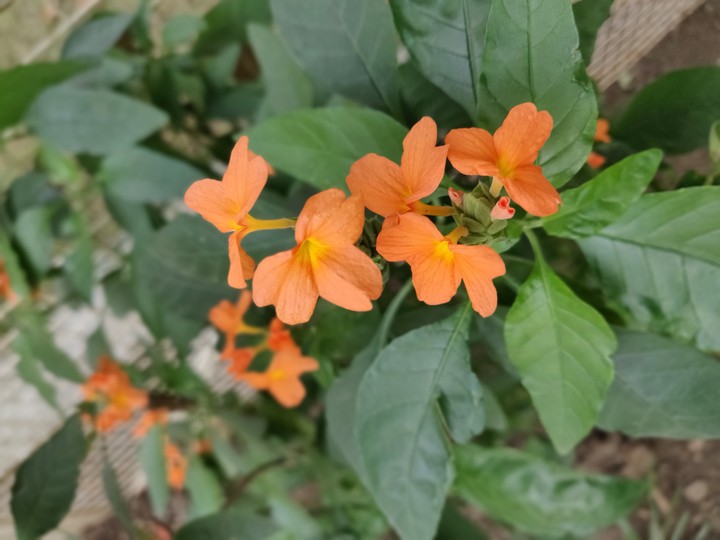 Flowers
