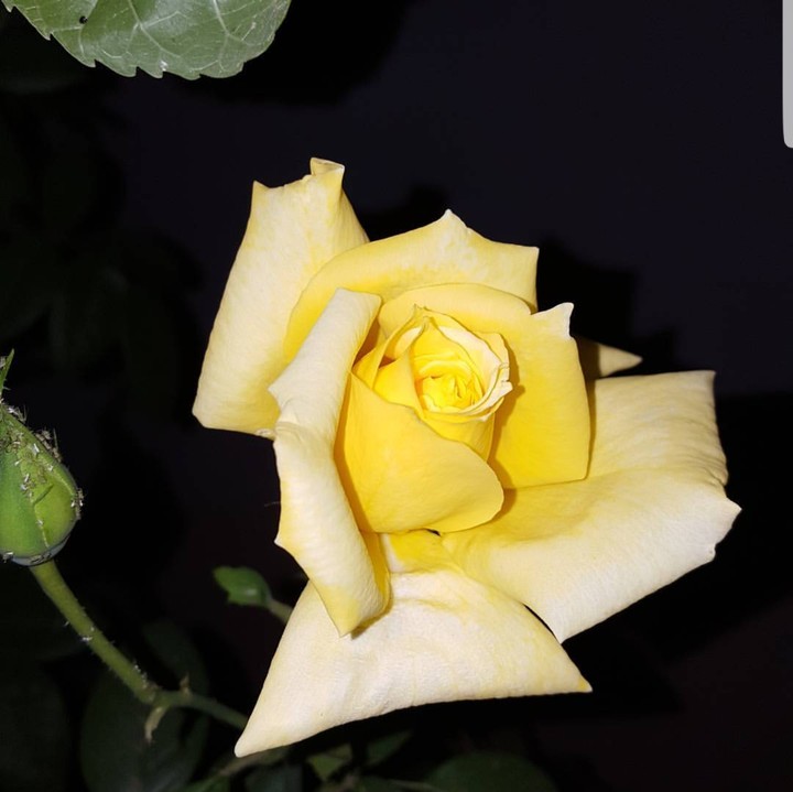 yellow in black