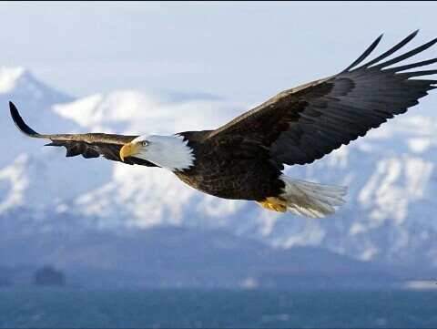 Eagle