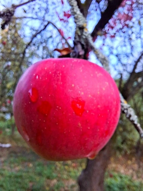 Fruit, Produce, Fruit_tree