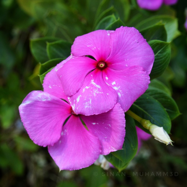 VIOLET FLOWER
