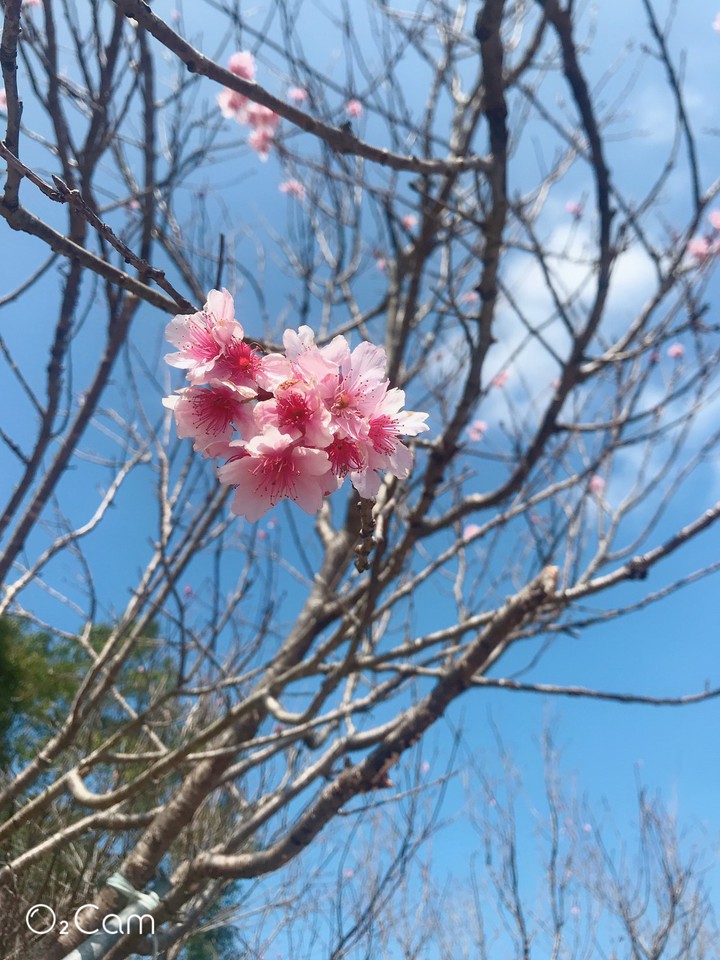 cherry blossom