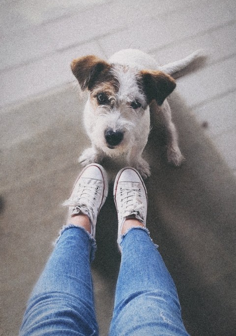 my dog ♡