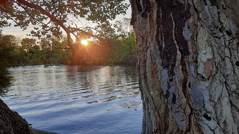 Sunset from the trees