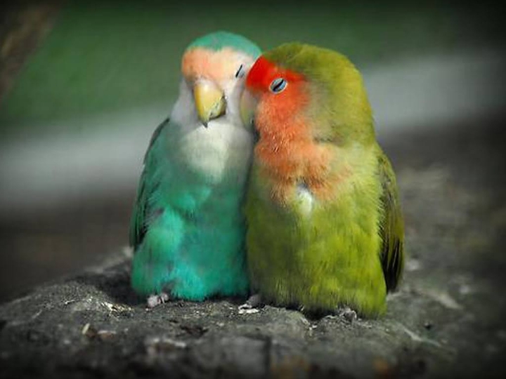 birds