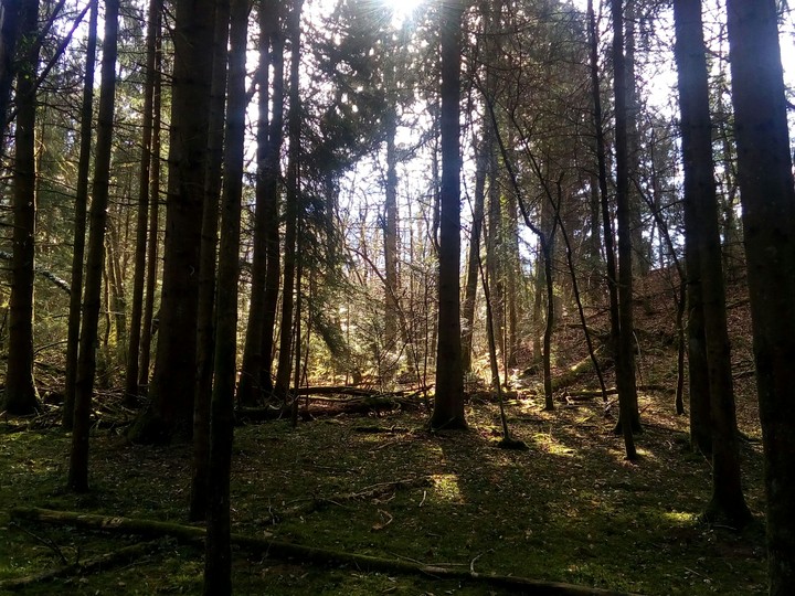 Forêt ensoleillée