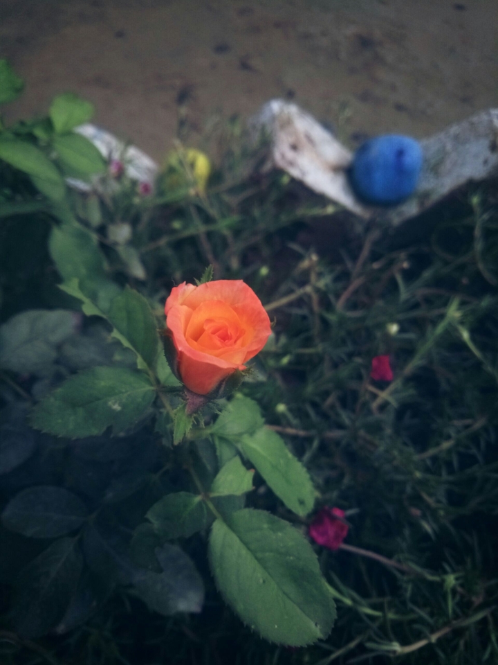 ORANGE ROSE
