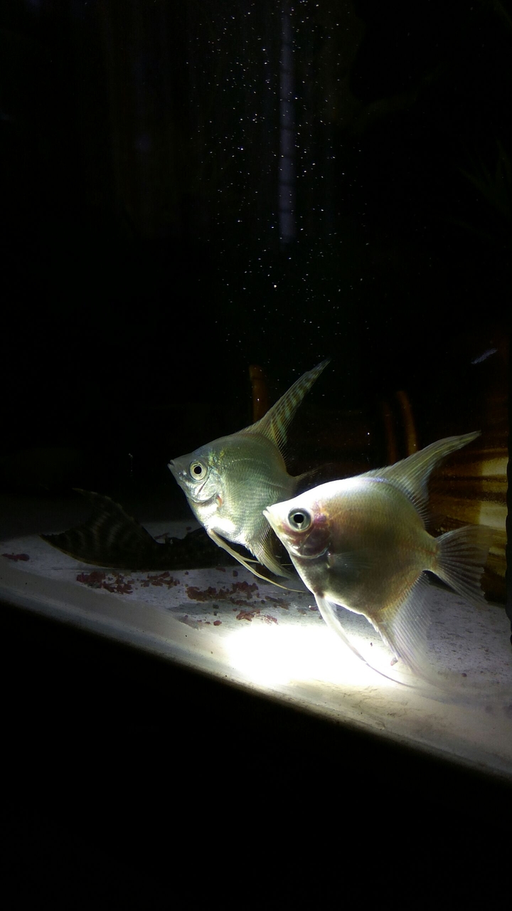 fish