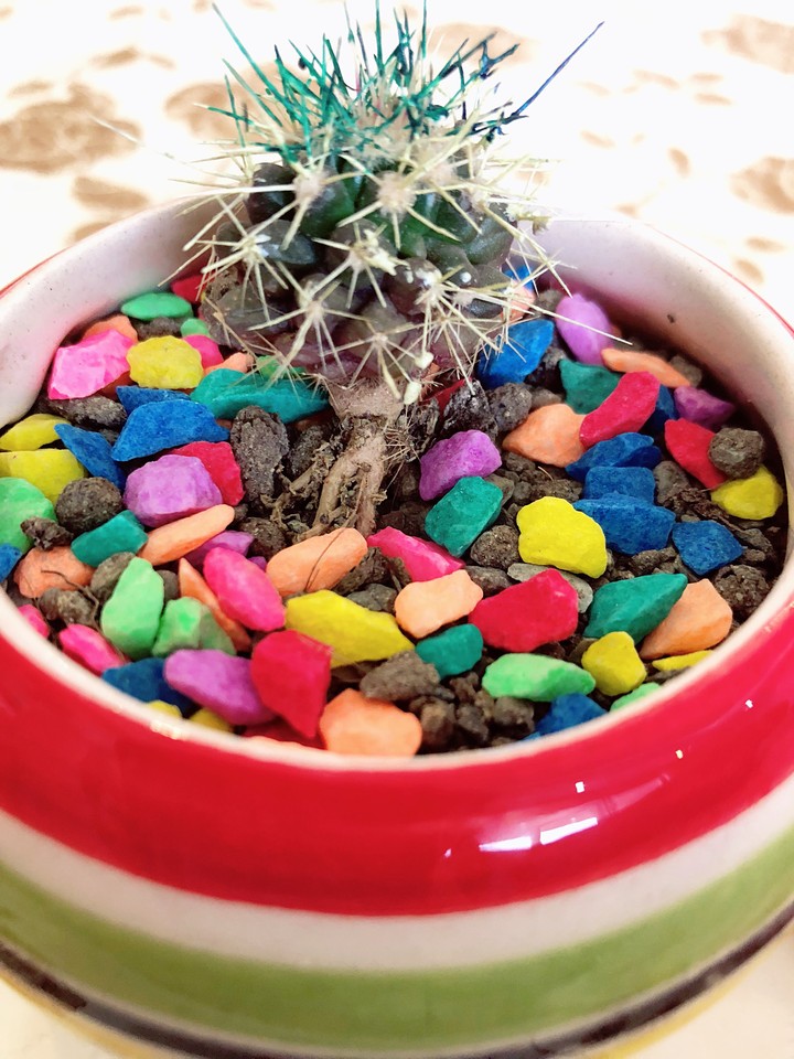 My little cactus