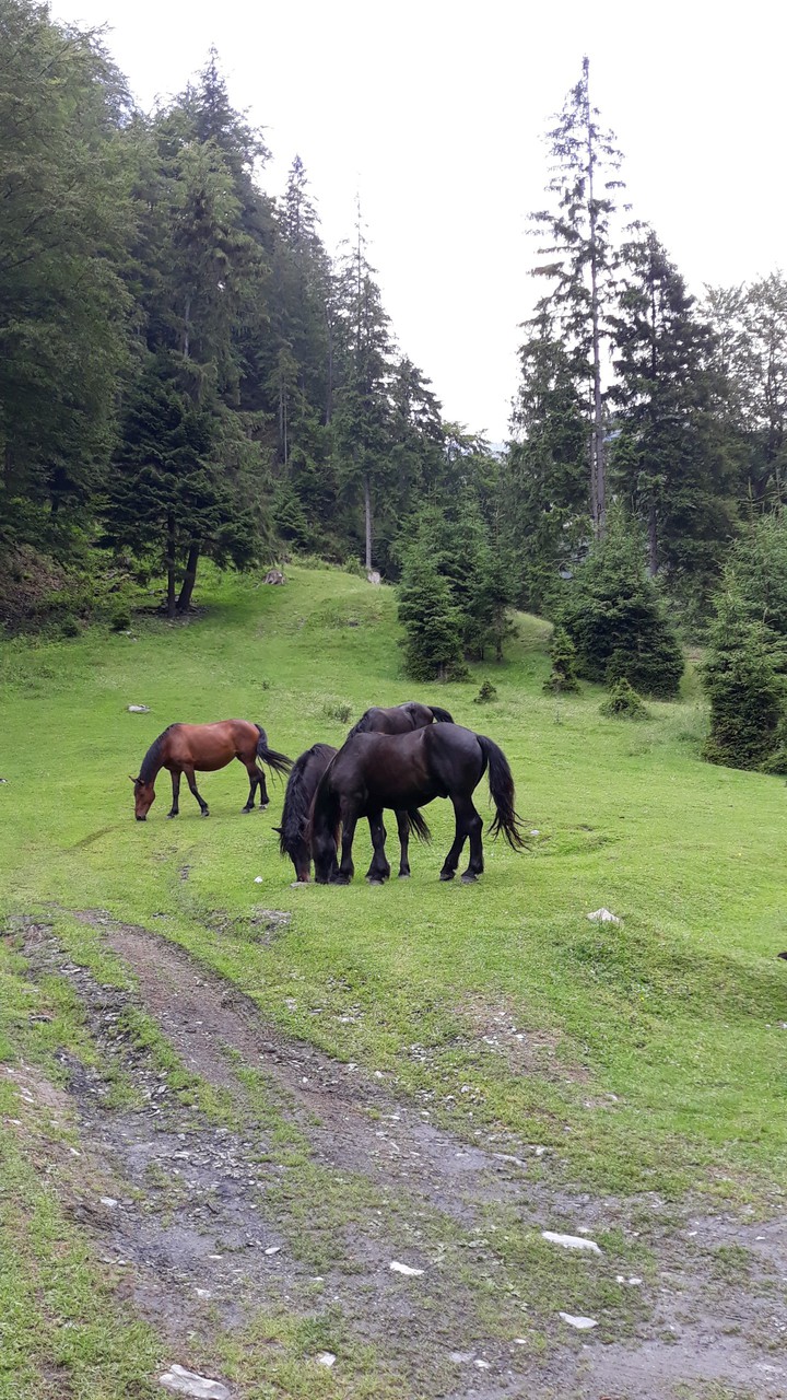 horses