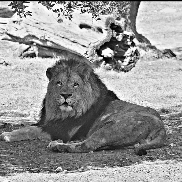lion