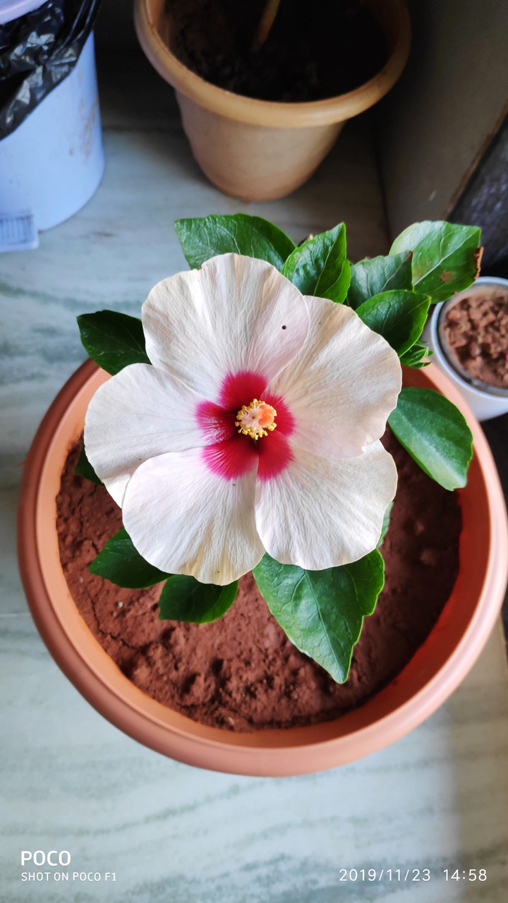 flower