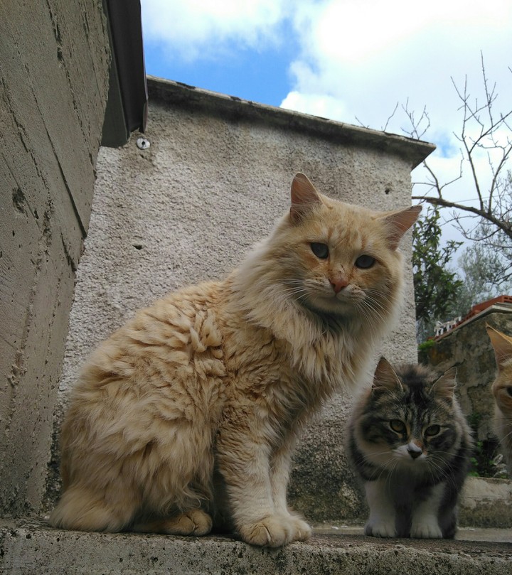 Chicco & Fluffy
