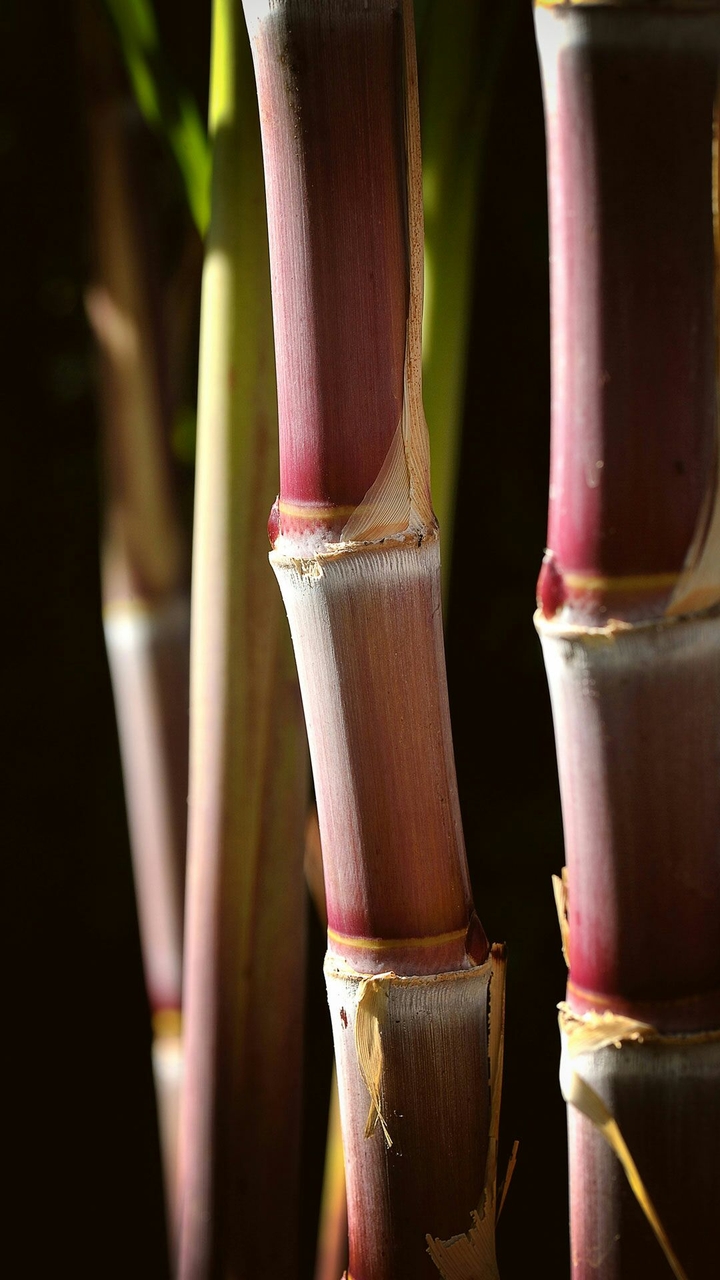 bambu:)