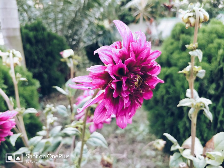#Flower #Rose #Pink