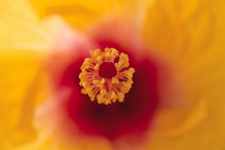 Beautiful Flowers