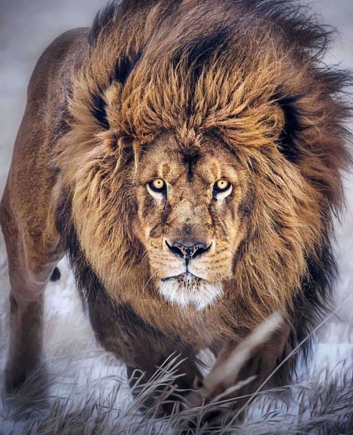 THE KING