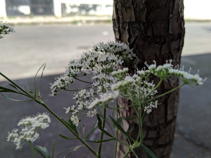 the spring
