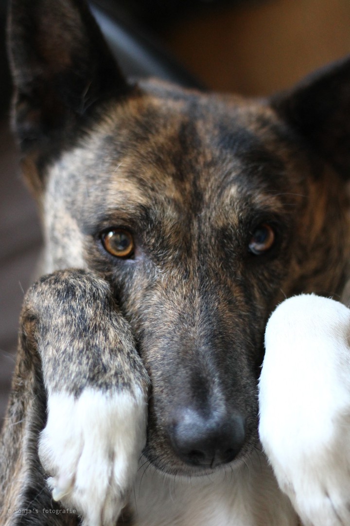dog