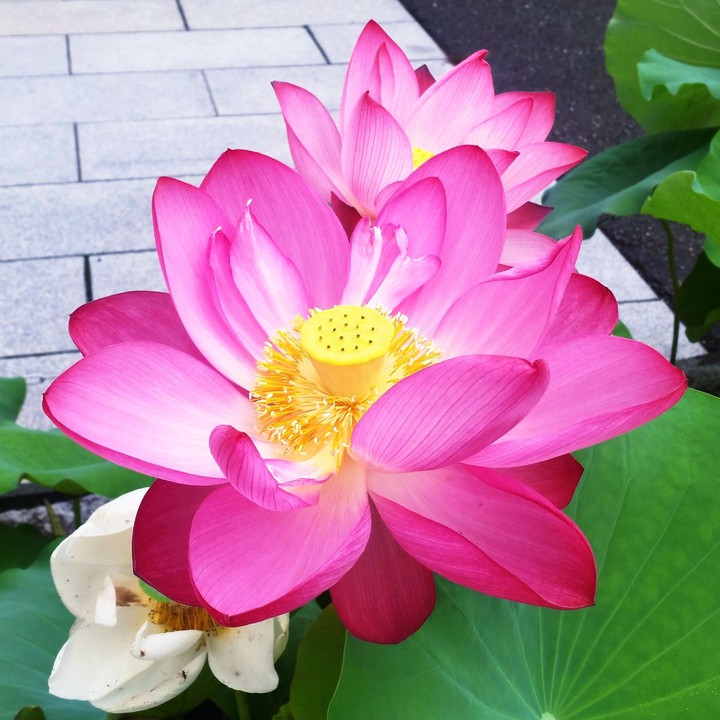 flower of spiritual
