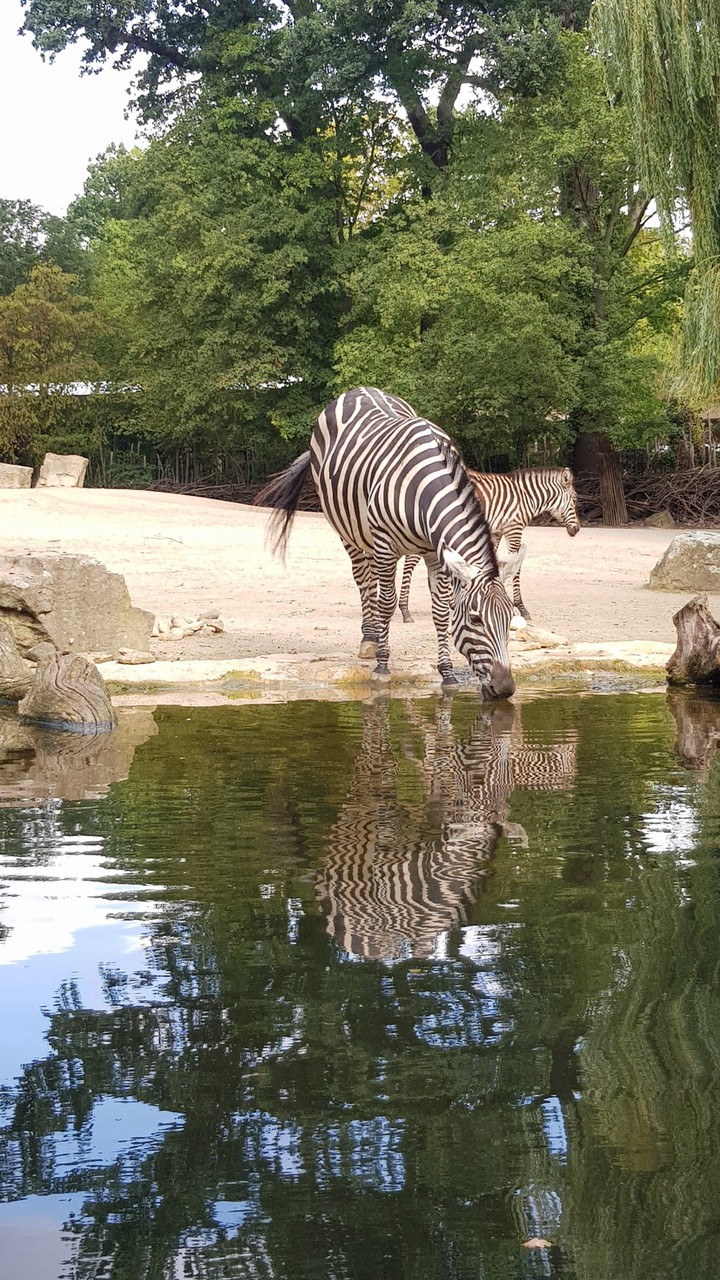 Zebra