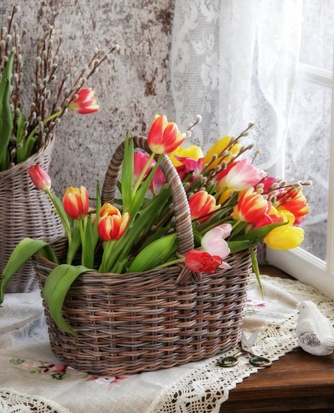 my tulips...