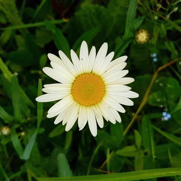 Camomile