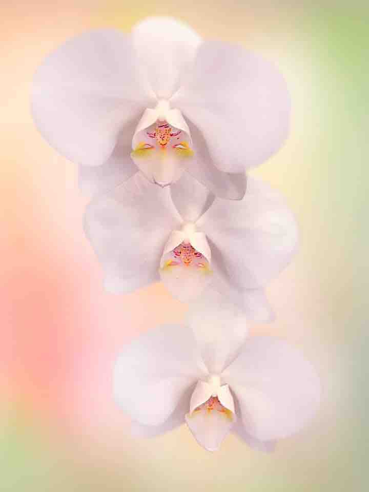 orchidea