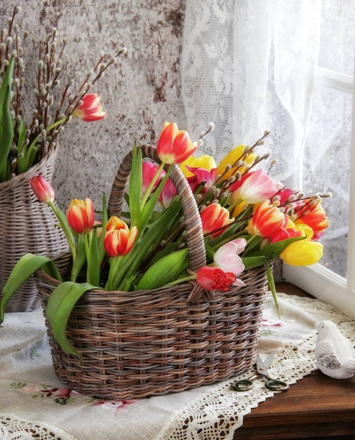 my tulips...