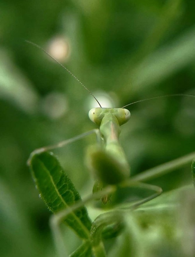 Insects
