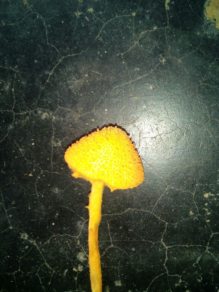 cock