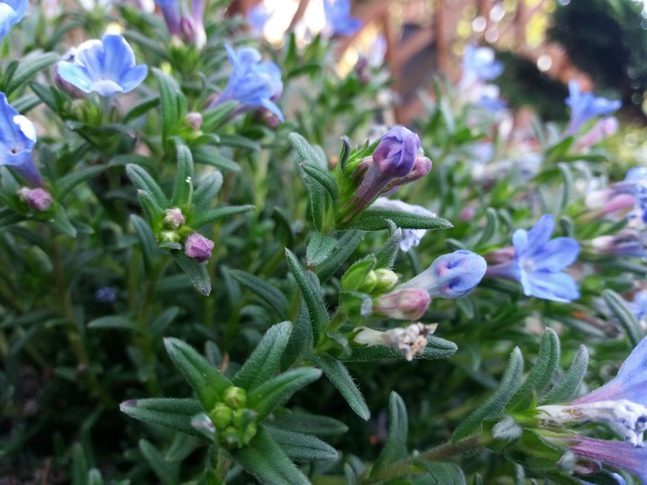 flowers