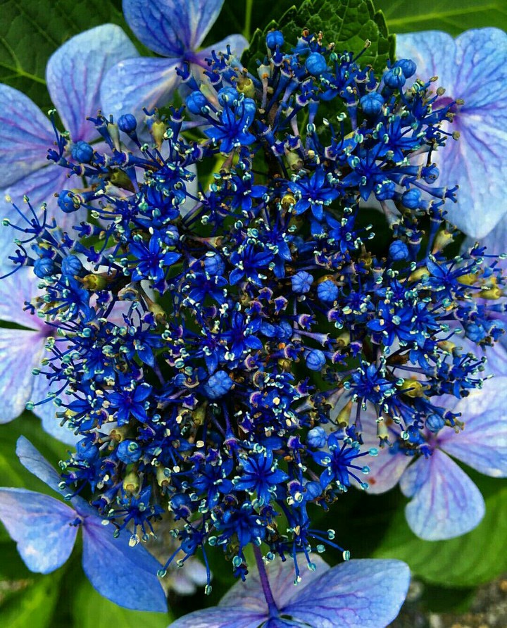 Blue flowers
