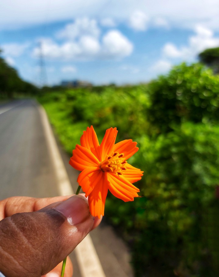Sunny Day