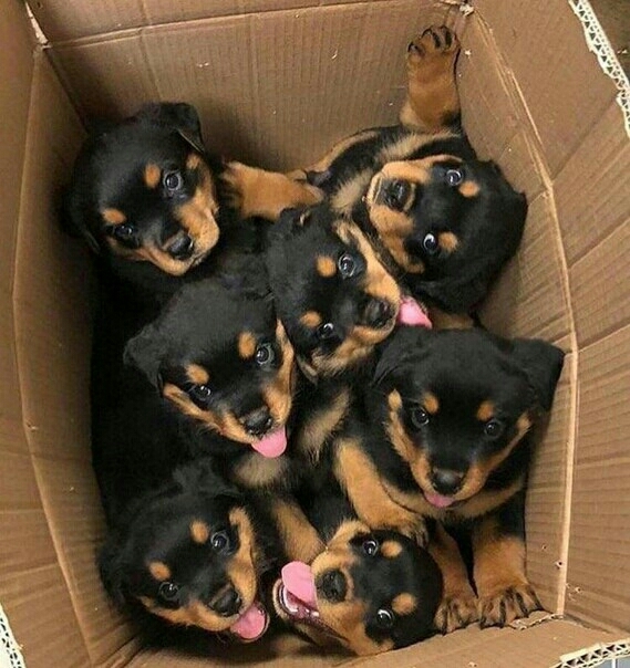 коробка счастья