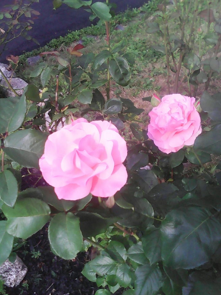 Pink Hybrid Roses
