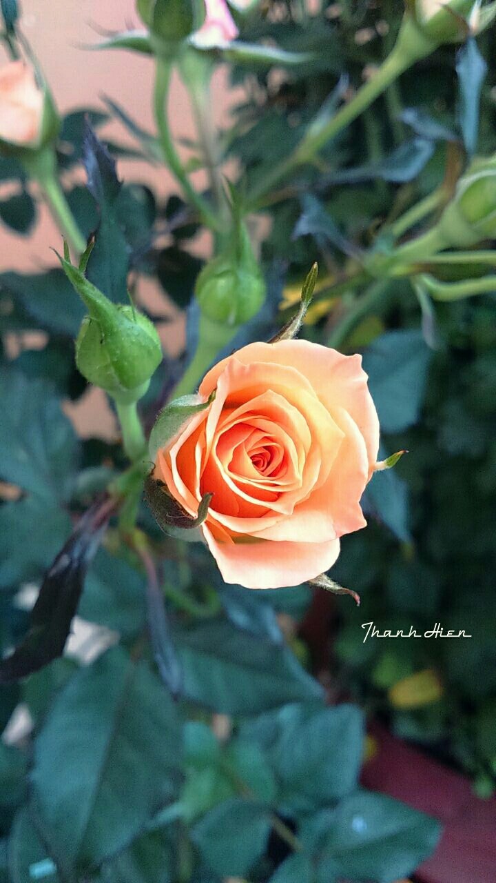 Rose