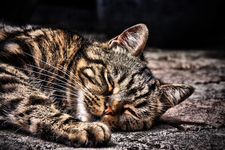 Cat