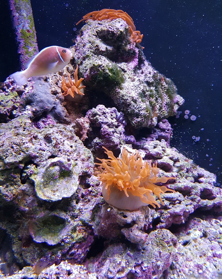 Fisch