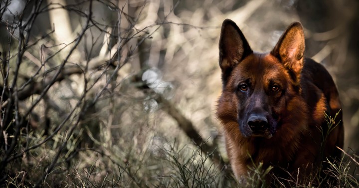 German Shepherd