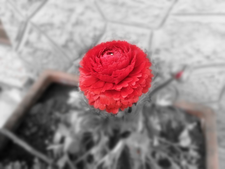 flower @ home