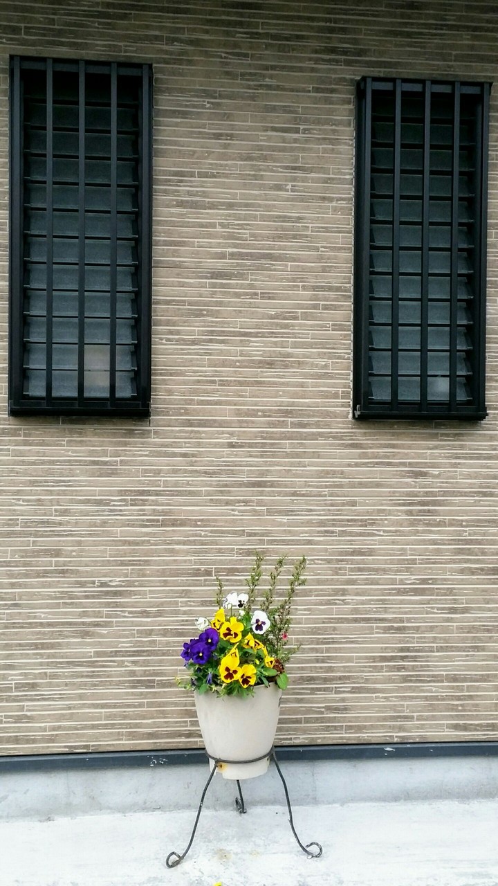pansy