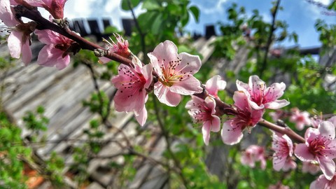 spring